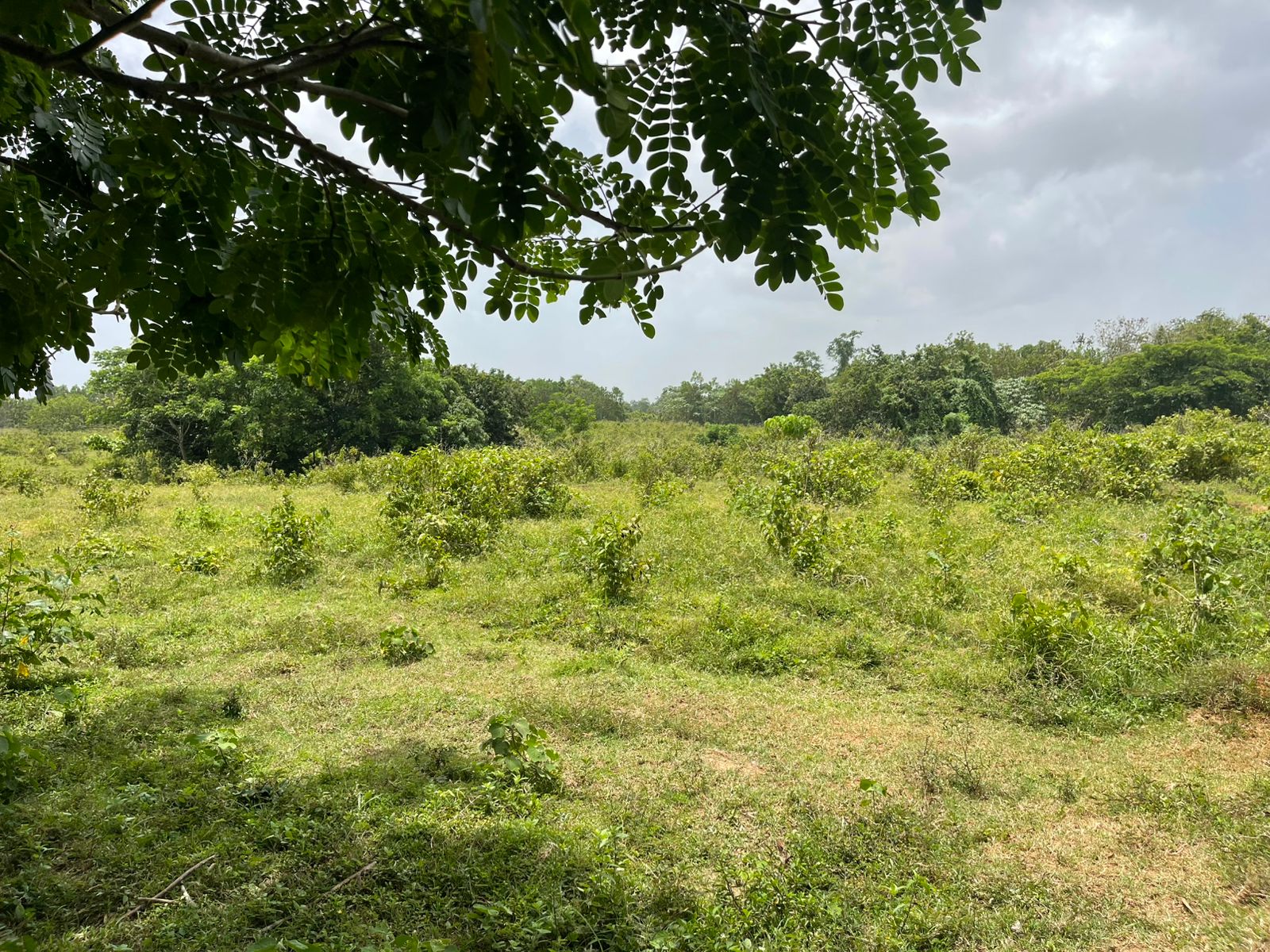 Vendo Finca de 1650 tareas en Santo Domingo Norte a la Orilla del ASFA Foto 7294776-7.jpg