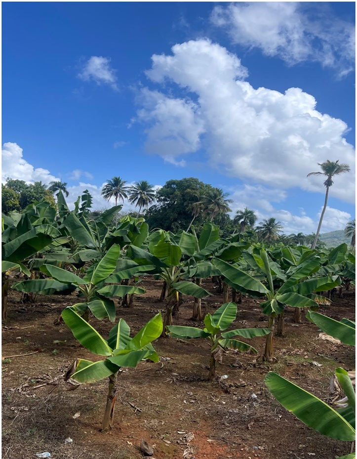 Vendo 15585 Mts.2 SEMBRADO DE PLATANOS y dentro del Pueblo del DEAN Mo Foto 7294965-6.jpg