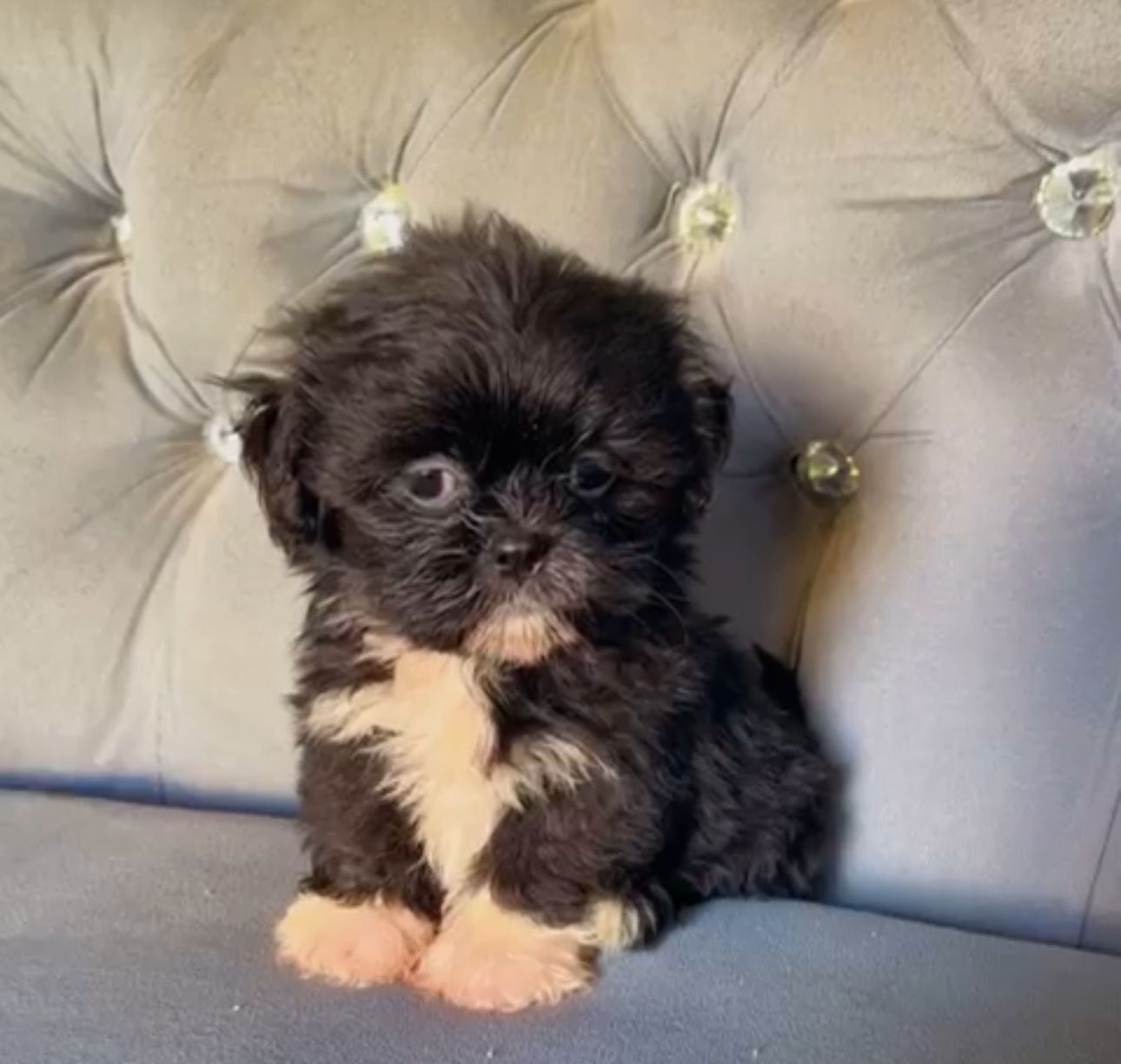 OFERTA CACHORRO SHIH TZU AMBOS SEXO EN SANTO DOMINGO Y VACUNADO Foto 7295792-2.jpg