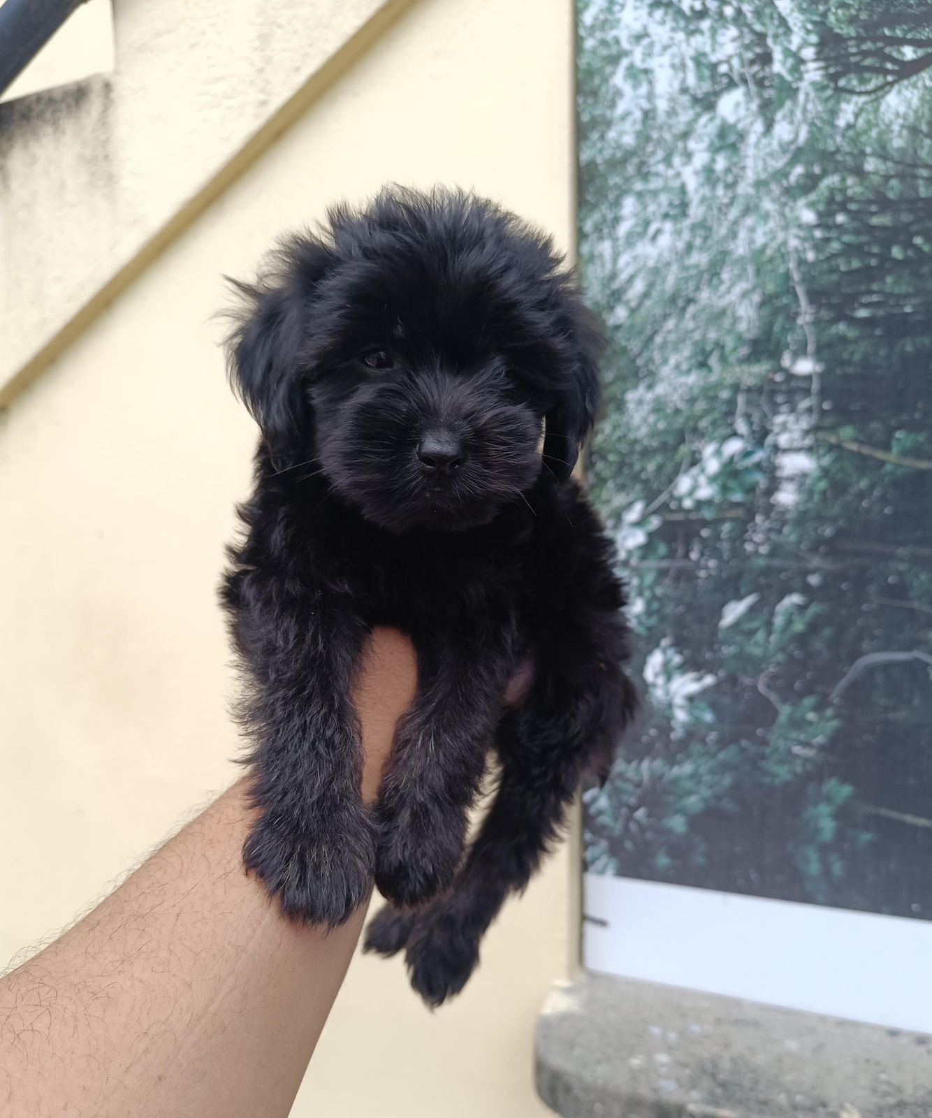 OFERTA CACHORRO SHIPOO MACHO  EN SANTO DOMINGO VACUNADOS Foto 7295868-1.jpg
