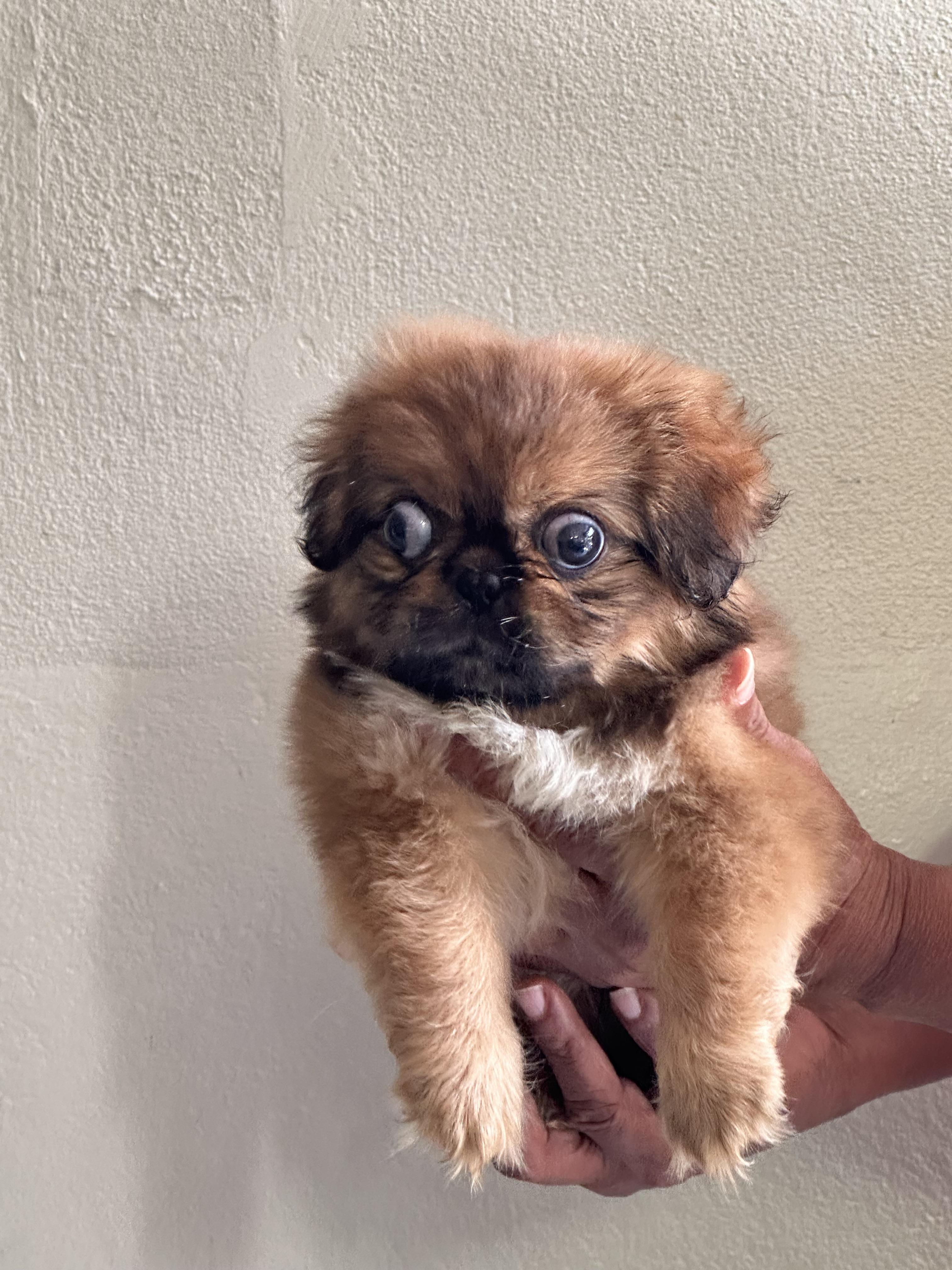 Pequines imperial Pekines Foto 7296877-4.jpg