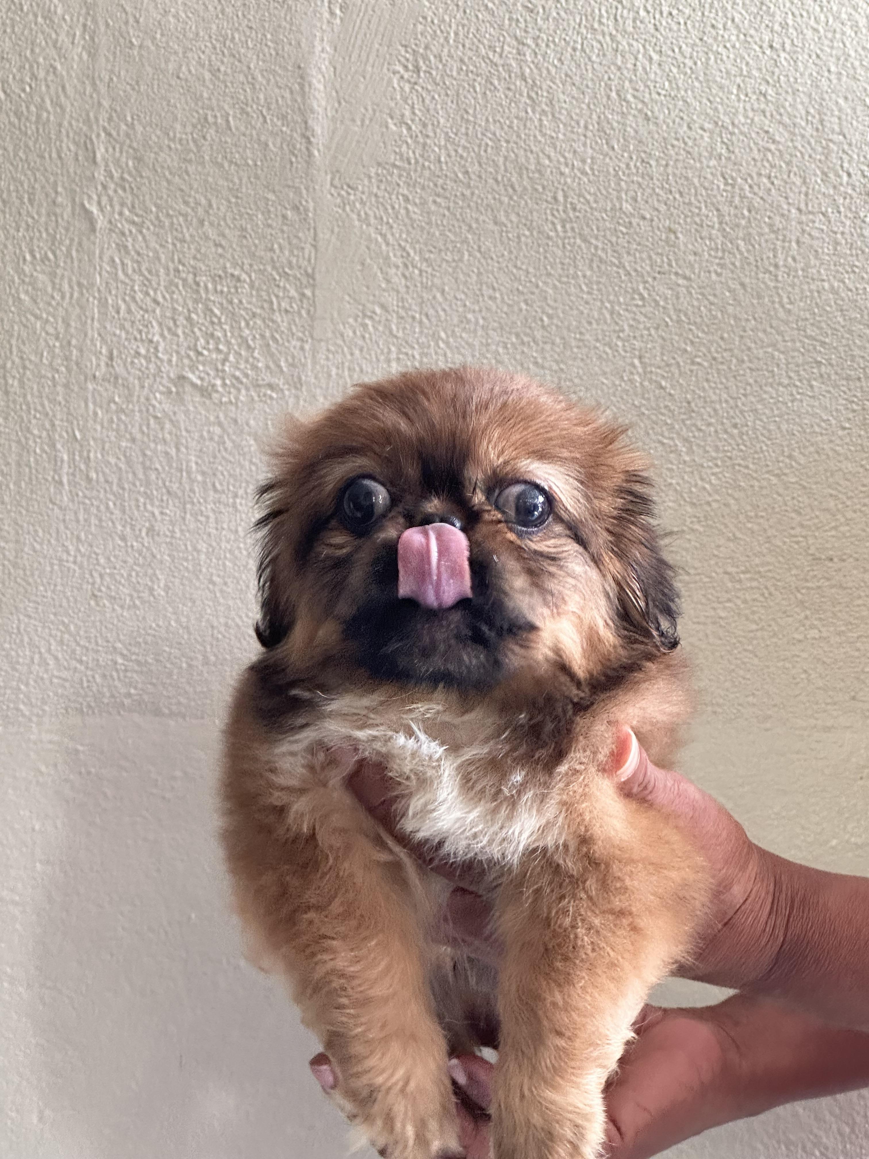 Pequines imperial Pekines Foto 7296877-5.jpg