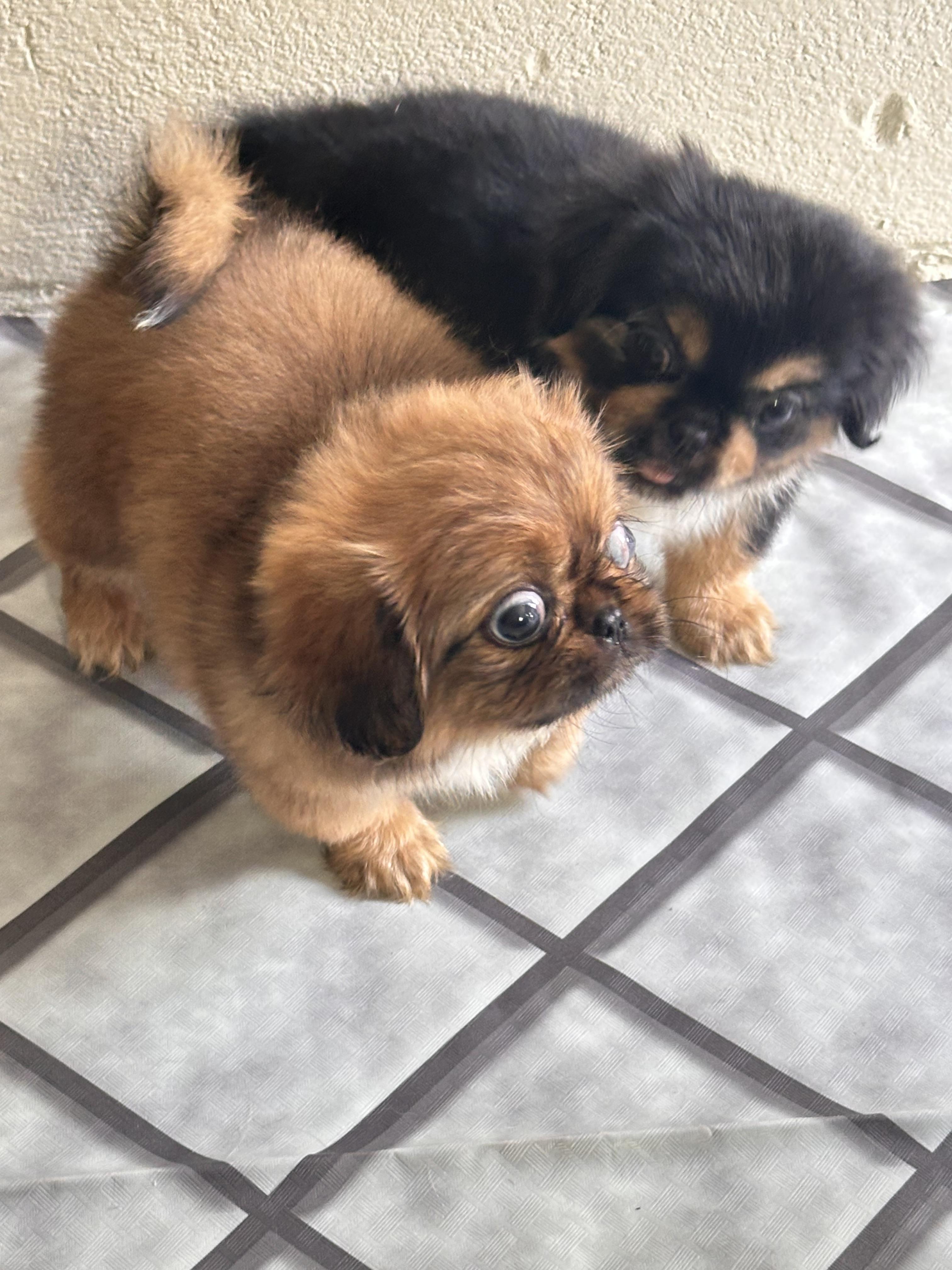 Pequines imperial Pekines Foto 7296877-6.jpg