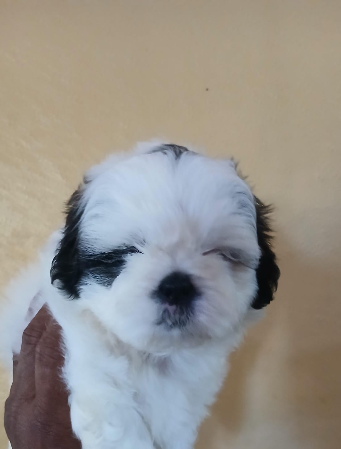 OFERTA CACHORRO SHIPOO MACHO EN SNATO DOMINGO Y VACUNA AL DIA  Foto 7297070-1.jpg