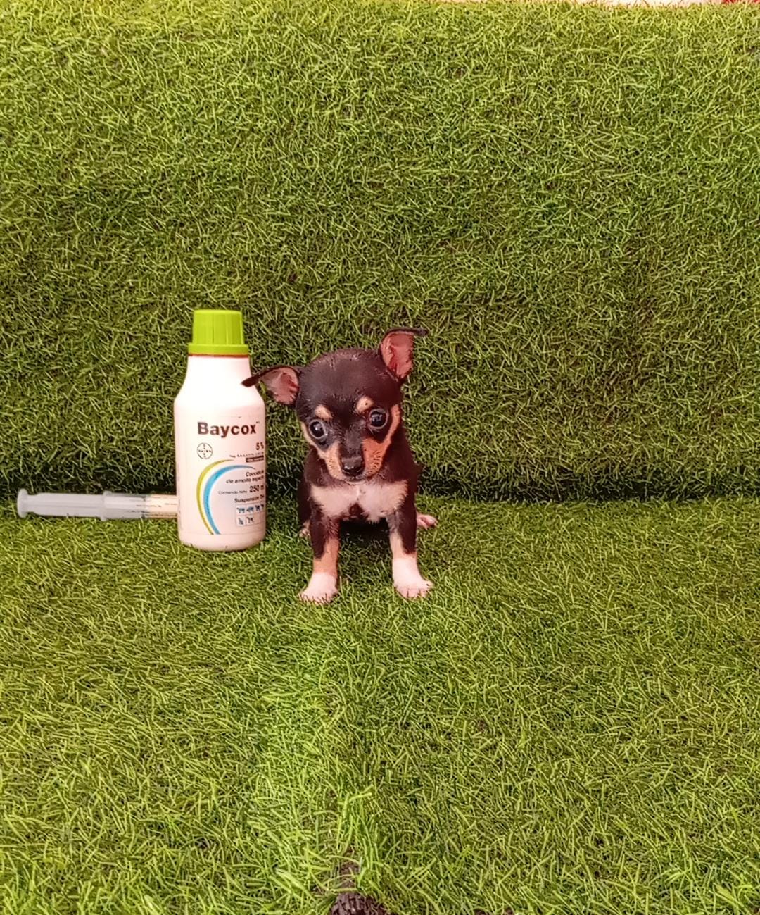 OFERTA CACHORRO CHIHUAHUA AMBOS SEXO EN SANTO DOMINGO CON SU VACUNA AL Foto 7297911-3.jpg