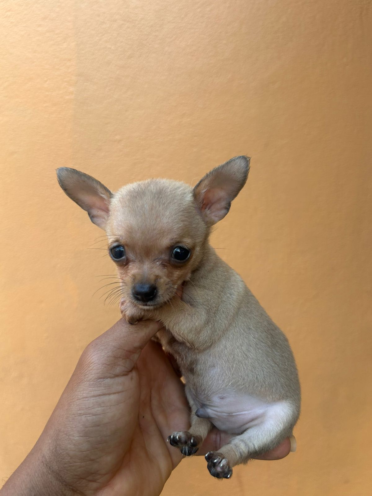 OFERTA CACHORRO CHIHUAHUA AMBOS SEXO EN SANTO DOMINGO CON SU VACUNA AL Foto 7297911-6.jpg