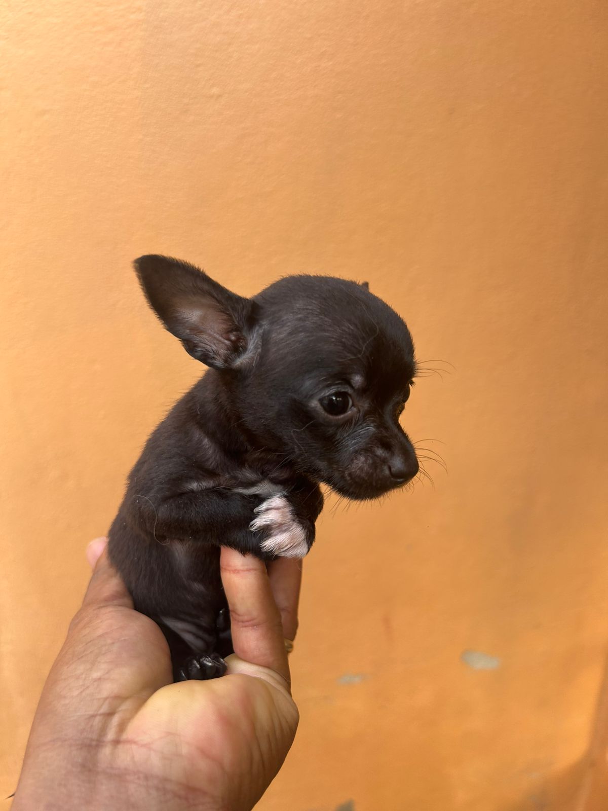 OFERTA CACHORRO CHIHUAHUA AMBOS SEXO EN SANTO DOMINGO CON SU VACUNA AL Foto 7297911-7.jpg