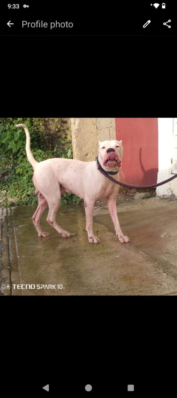 Dogo argentino para monta  Foto 7298814-1.jpg