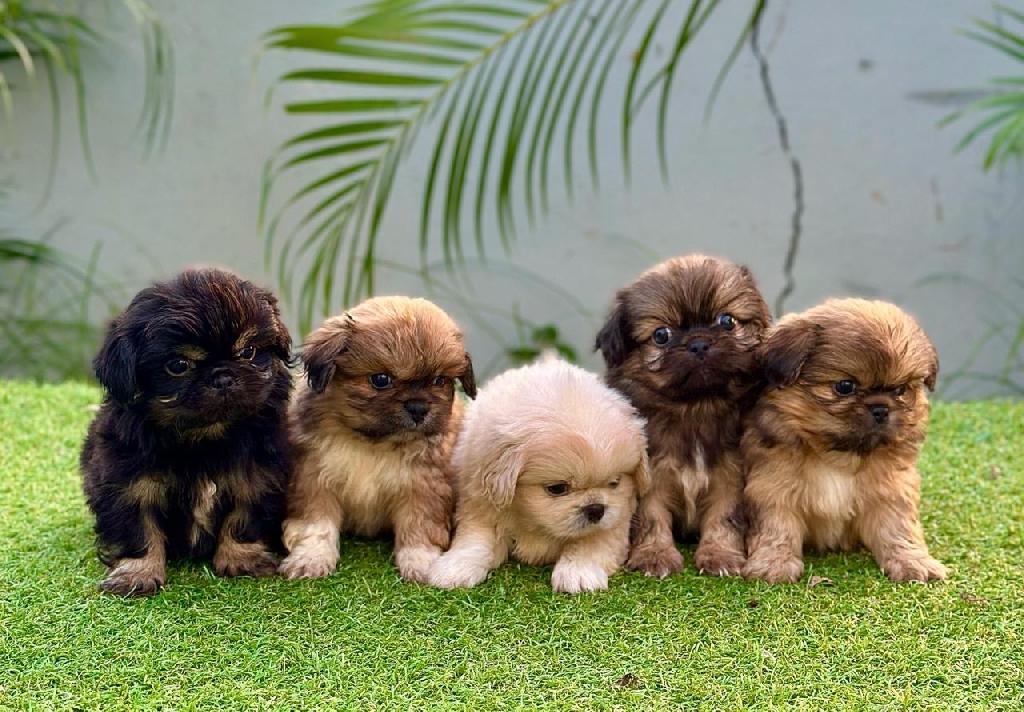 Pekines Ambos Sexos  Foto 7299575-1.jpg
