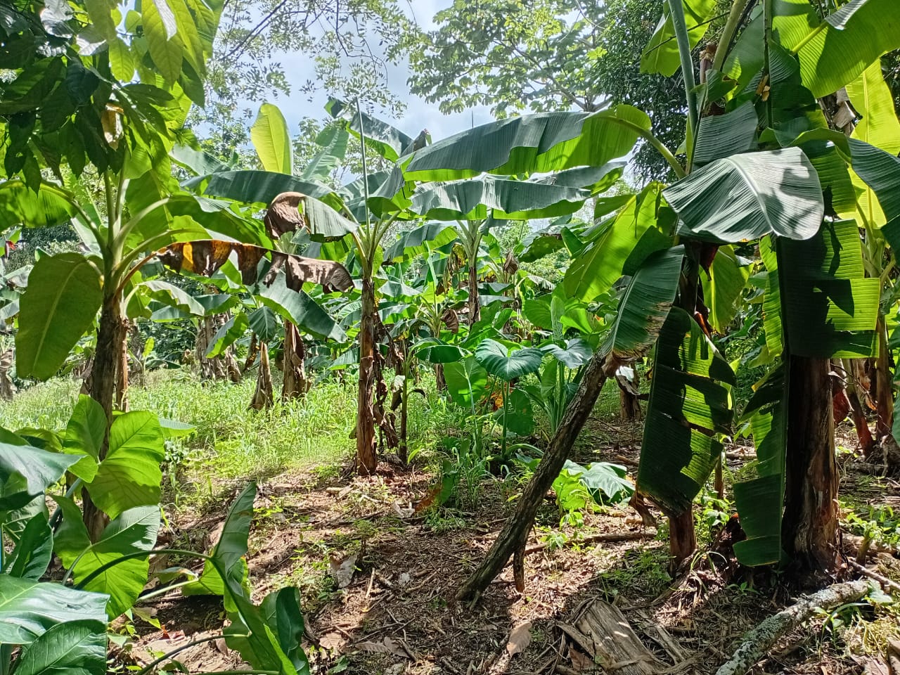 Finca de 750 tareas agrícolas con casa y granja de pollo en Monte Plat Foto 7300444-2.jpg