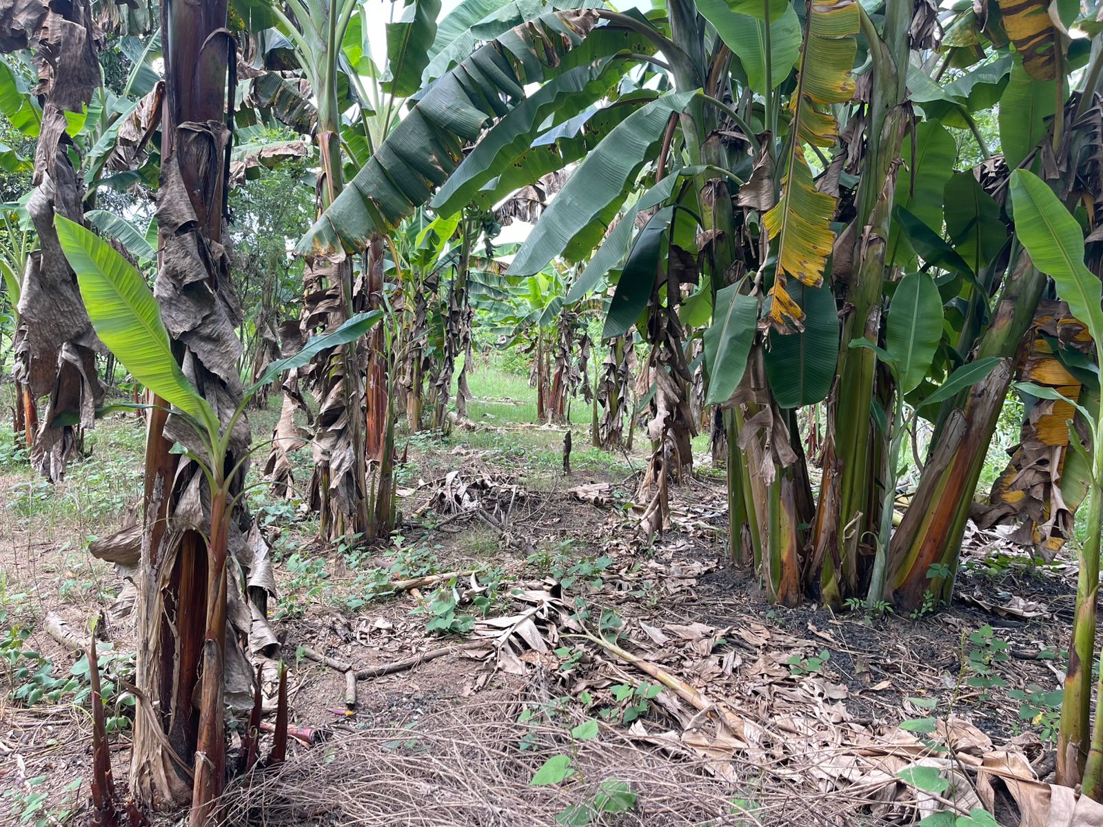 Finca de 750 tareas agrícolas con casa y granja de pollo en Monte Plat Foto 7300444-7.jpg
