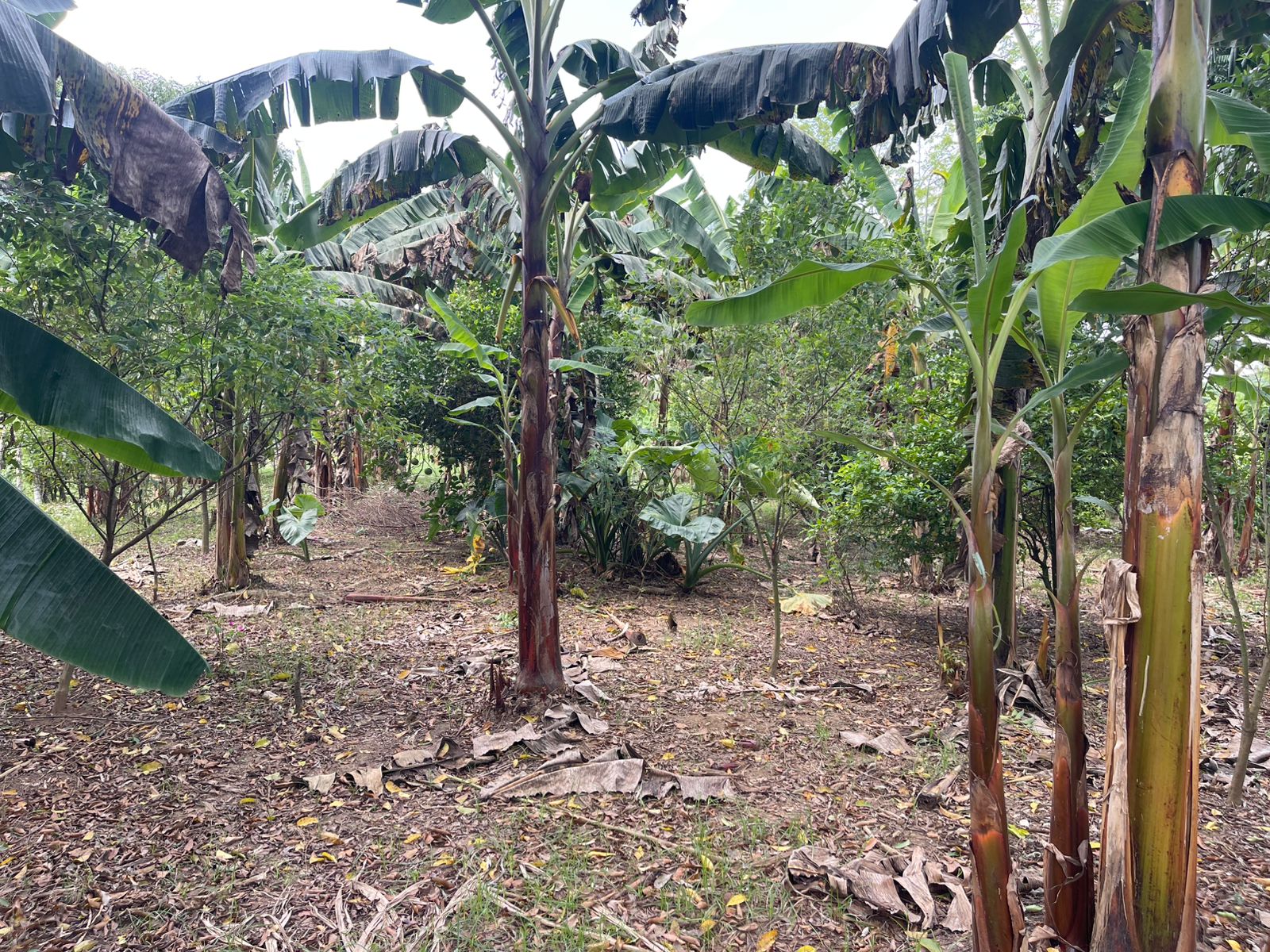 Finca de 750 tareas agrícolas con casa y granja de pollo en Monte Plat Foto 7300444-8.jpg