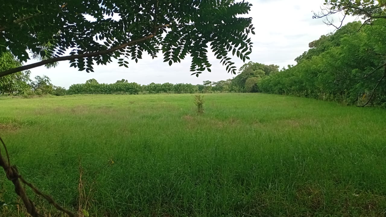 Finca de 190 tareas con vocación agrícola y ganadera con casa y almacé Foto 7300446-2.jpg