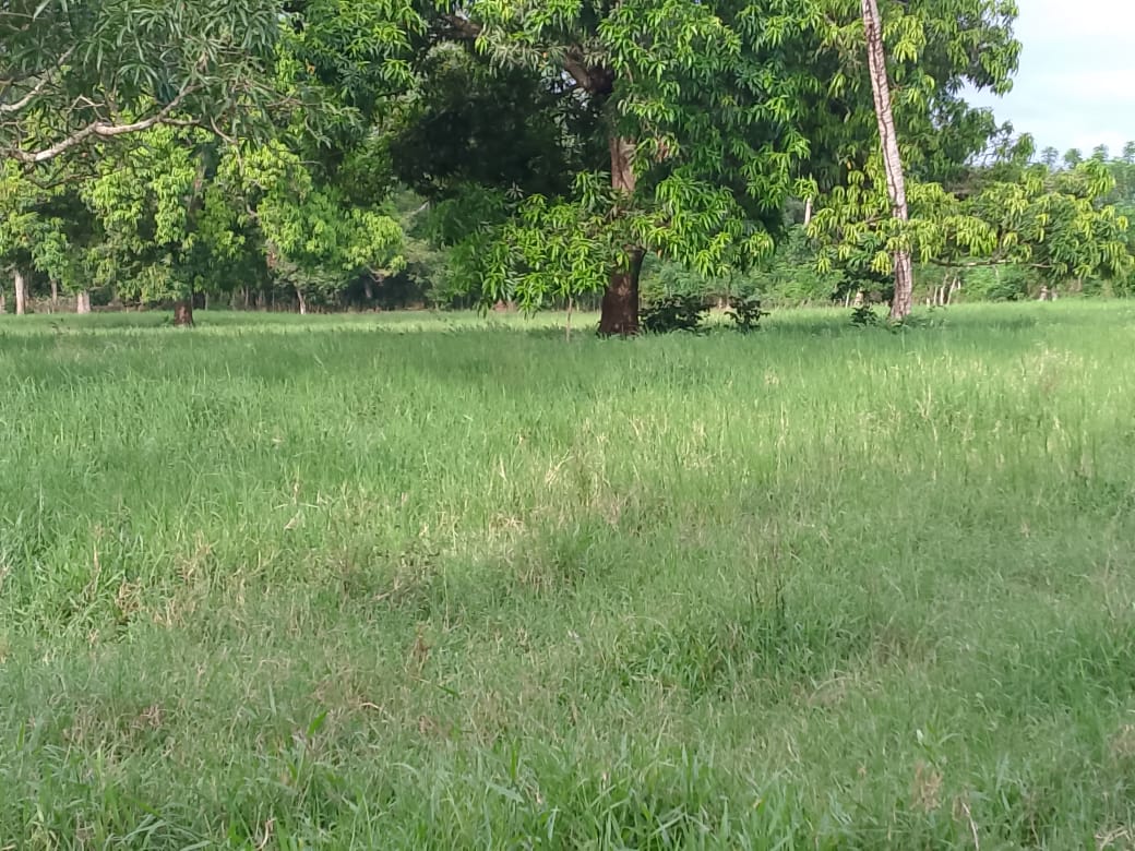 Finca de 190 tareas con vocación agrícola y ganadera con casa y almacé Foto 7300446-3.jpg