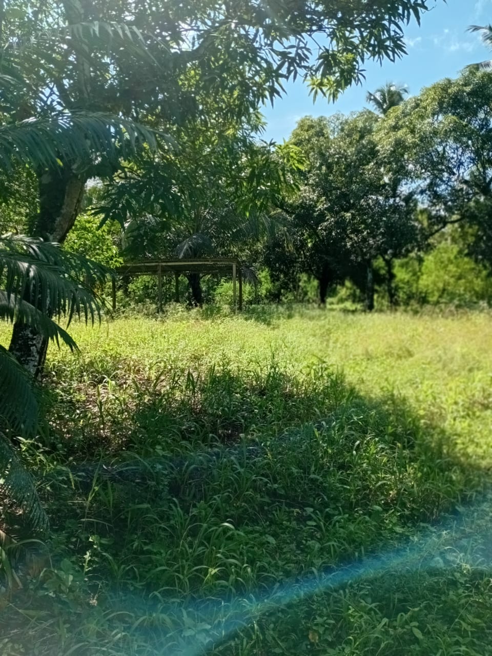Finca de 27 tareas con vocación agrícola ideal para su casa campestre  Foto 7300460-2.jpg