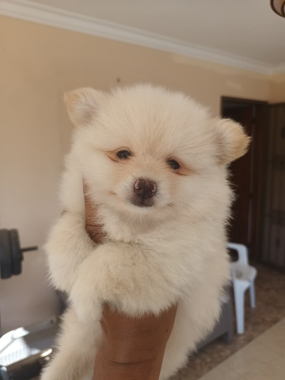 OFERTA CACHORRO POMERANIA MACHO EN SANTO DOMINGO CON SU VACUNAS AL DIA Foto 7300705-3.jpg