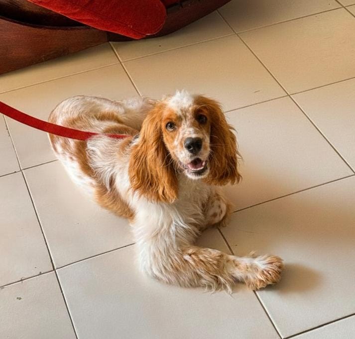 Cocker Spaniel  Foto 7300706-1.jpg
