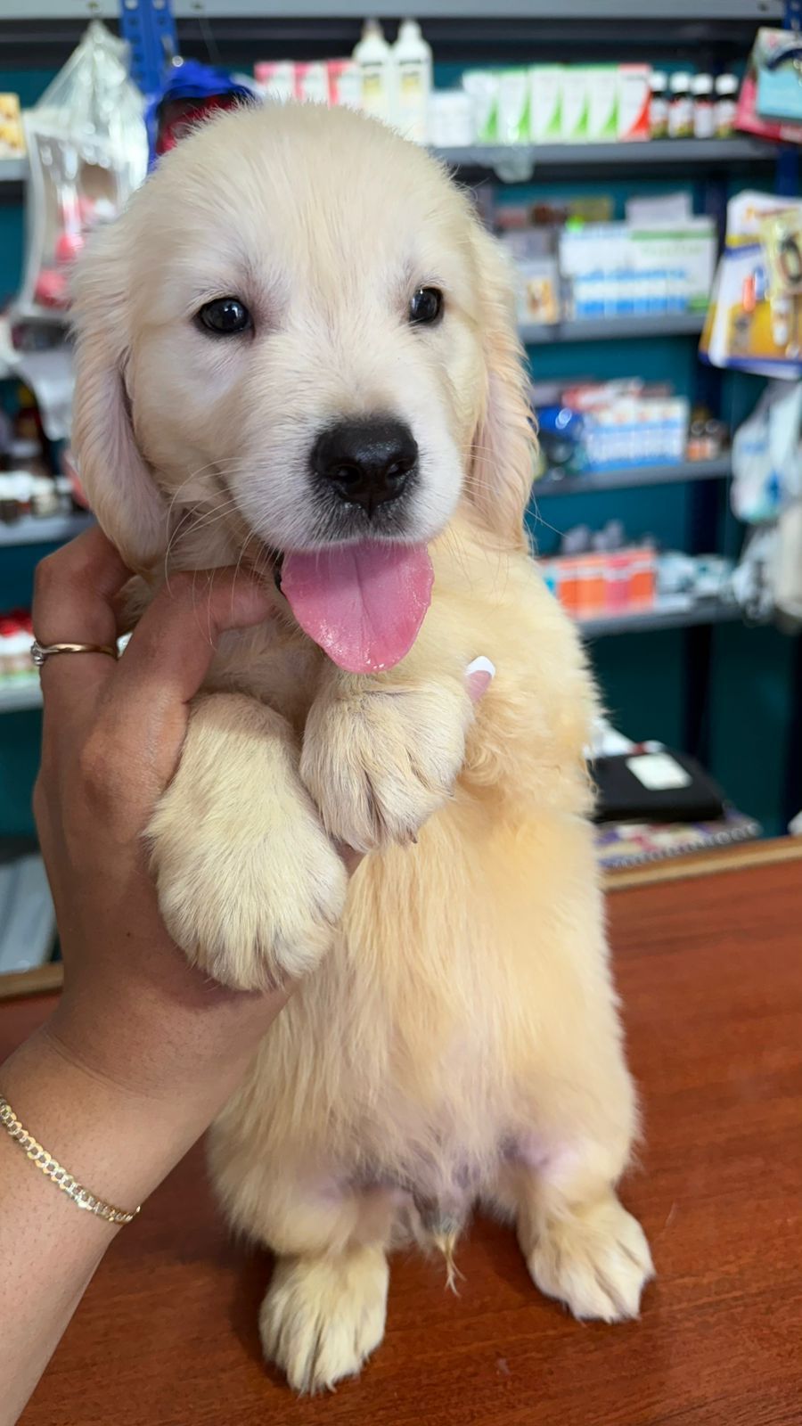 OFERTA CACHORRO GOLDEN RETRIEVER AMBOS SEXO EN SANTO DOMINGO VACUNADO Foto 7300878-1.jpg