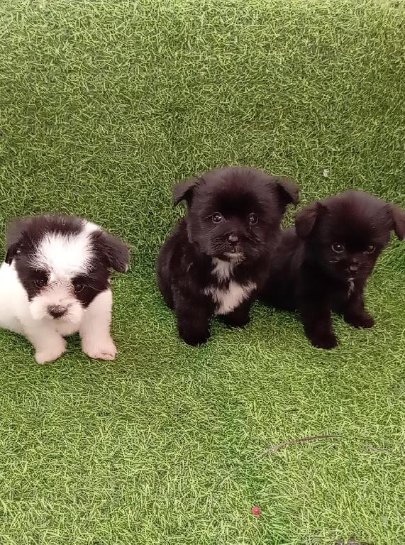 OFERTA CACHORRO SHIPOO AMBOS SEXO EN SANTO DOMINGO VACUNADOS Foto 7301166-1.jpg