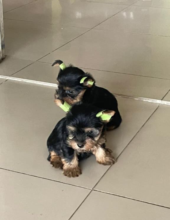 OFERTA CACHORRO YORKIE AMBOS SEXO EN SANTO DOMINGO VACUNA AL DIA Foto 7301431-1.jpg