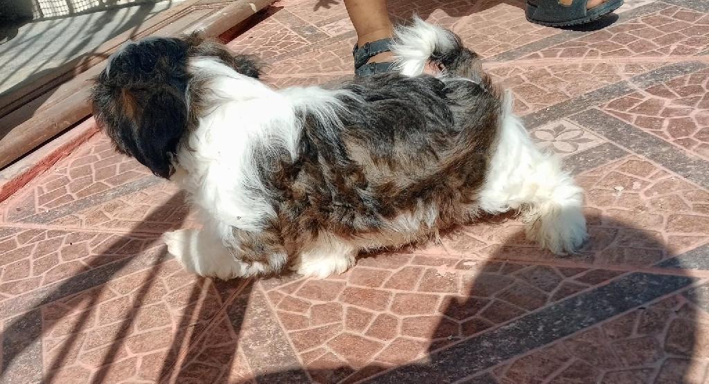 OFERTA CACHORRO SHIH TZU MACHO EN SNATO DOMINGO Y VACUNA AL DIA  Foto 7301723-1.jpg