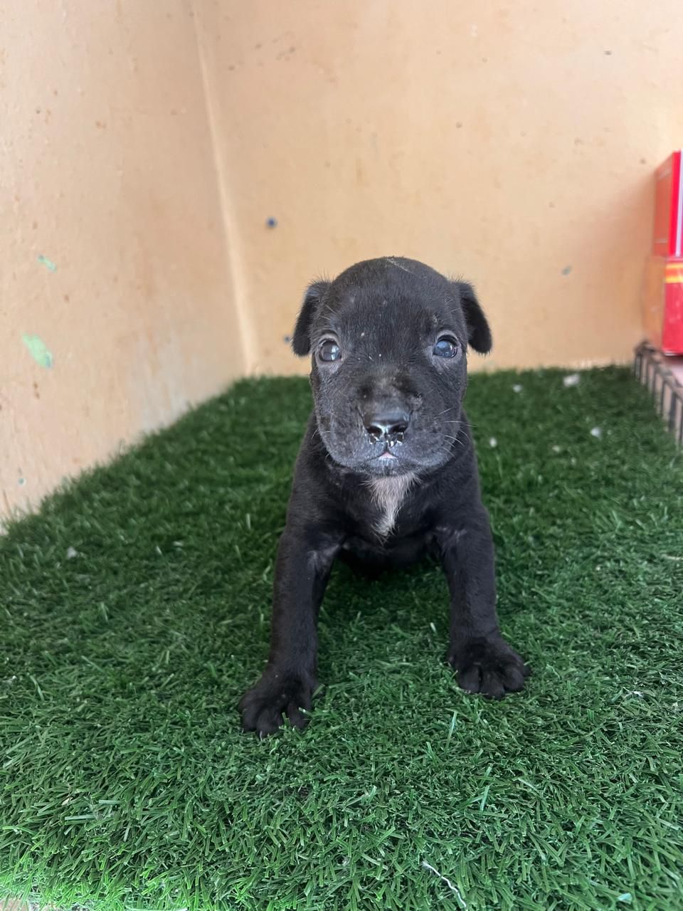 OFERTA CACHORRO PITBULL AMBOS SEXO EN SANTO DOMINGO Y VACUNA Foto 7301724-2.jpg
