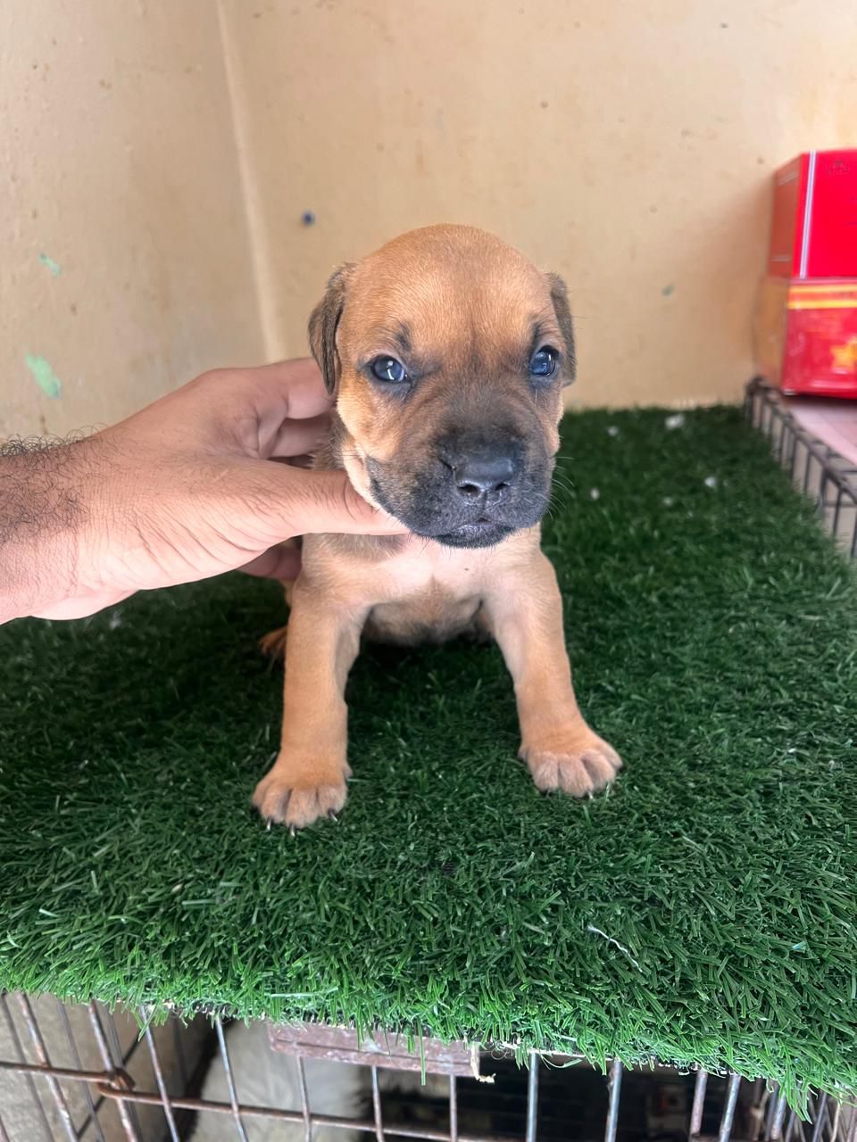 OFERTA CACHORRO PITBULL AMBOS SEXO EN SANTO DOMINGO Y VACUNA Foto 7301724-3.jpg
