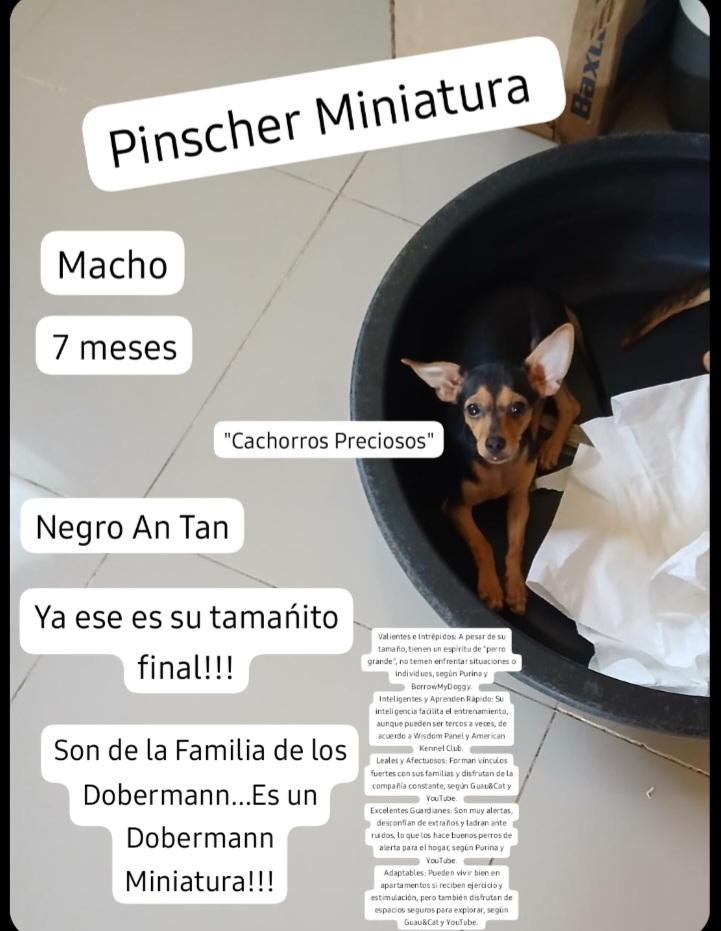 Dobermann Miniatura Pinscher Foto 7302824-2.jpg