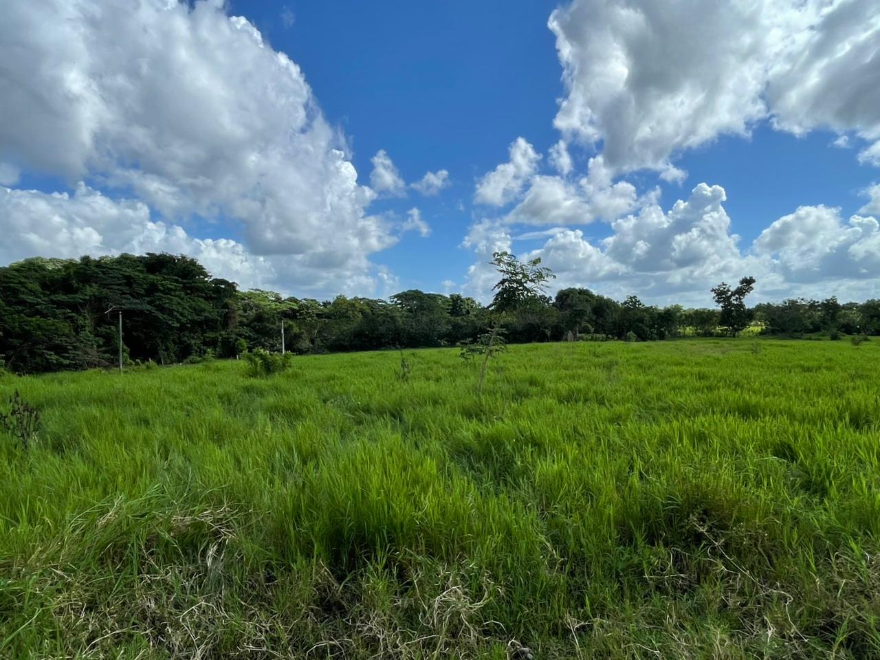 Vendo Finca GANADERA o AGRICOLA  de 674 TAREAS en LUISA BLANCA Monte P Foto 7303051-12.jpg