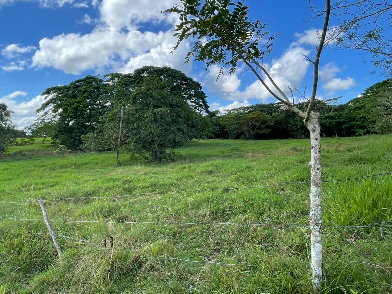 Vendo Finca GANADERA o AGRICOLA  de 674 TAREAS en LUISA BLANCA Monte P Foto 7303051-4.jpg