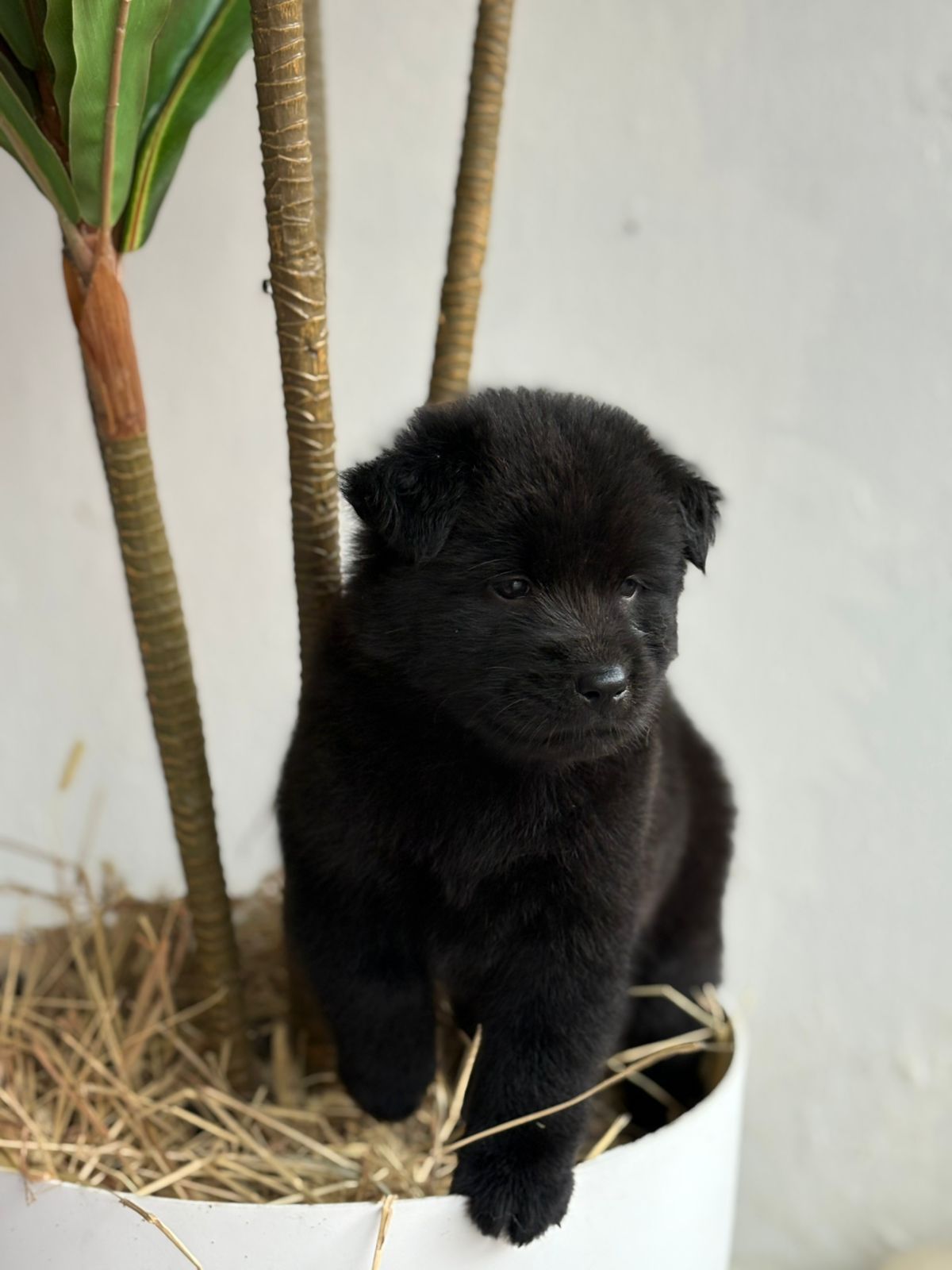 OFERTA CACHORRO CHOW CHOW AMBOS SEXO EN SANTO DOMINGO CON SU VACUNA Foto 7303058-1.jpg