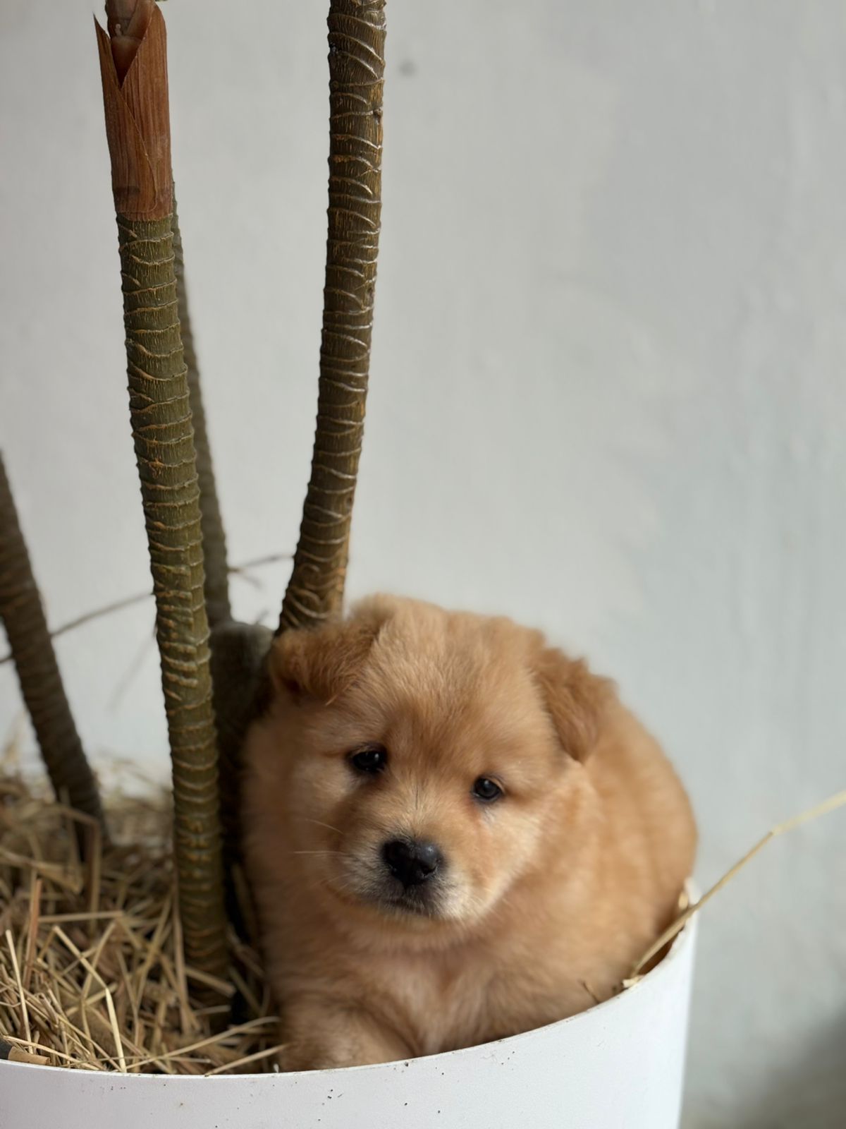 OFERTA CACHORRO CHOW CHOW AMBOS SEXO EN SANTO DOMINGO CON SU VACUNA Foto 7303058-2.jpg