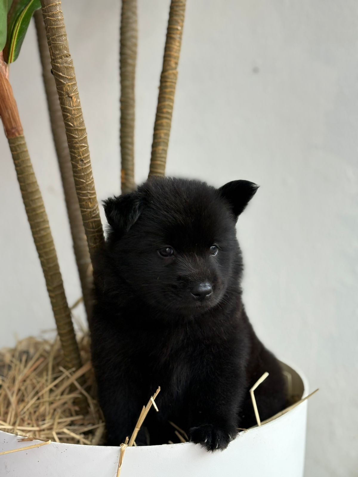 OFERTA CACHORRO CHOW CHOW AMBOS SEXO EN SANTO DOMINGO CON SU VACUNA Foto 7303058-3.jpg