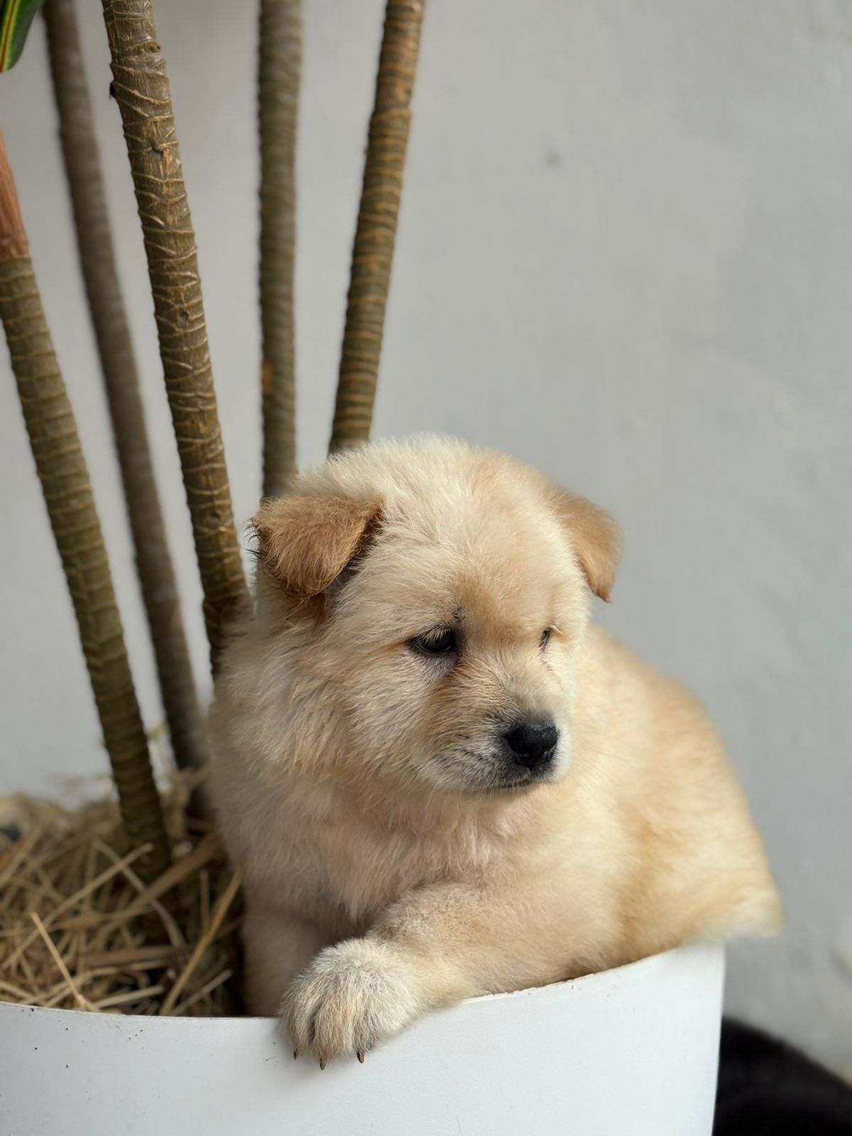 OFERTA CACHORRO CHOW CHOW AMBOS SEXO EN SANTO DOMINGO CON SU VACUNA Foto 7303058-4.jpg
