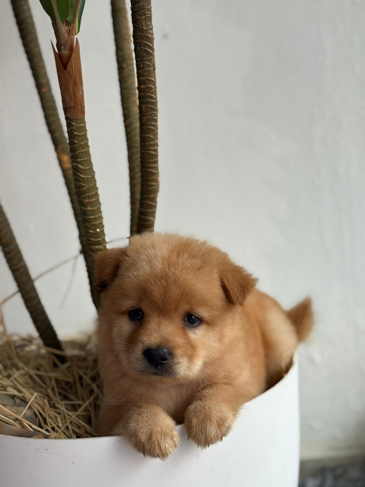 OFERTA CACHORRO CHOW CHOW AMBOS SEXO EN SANTO DOMINGO CON SU VACUNA Foto 7303058-5.jpg