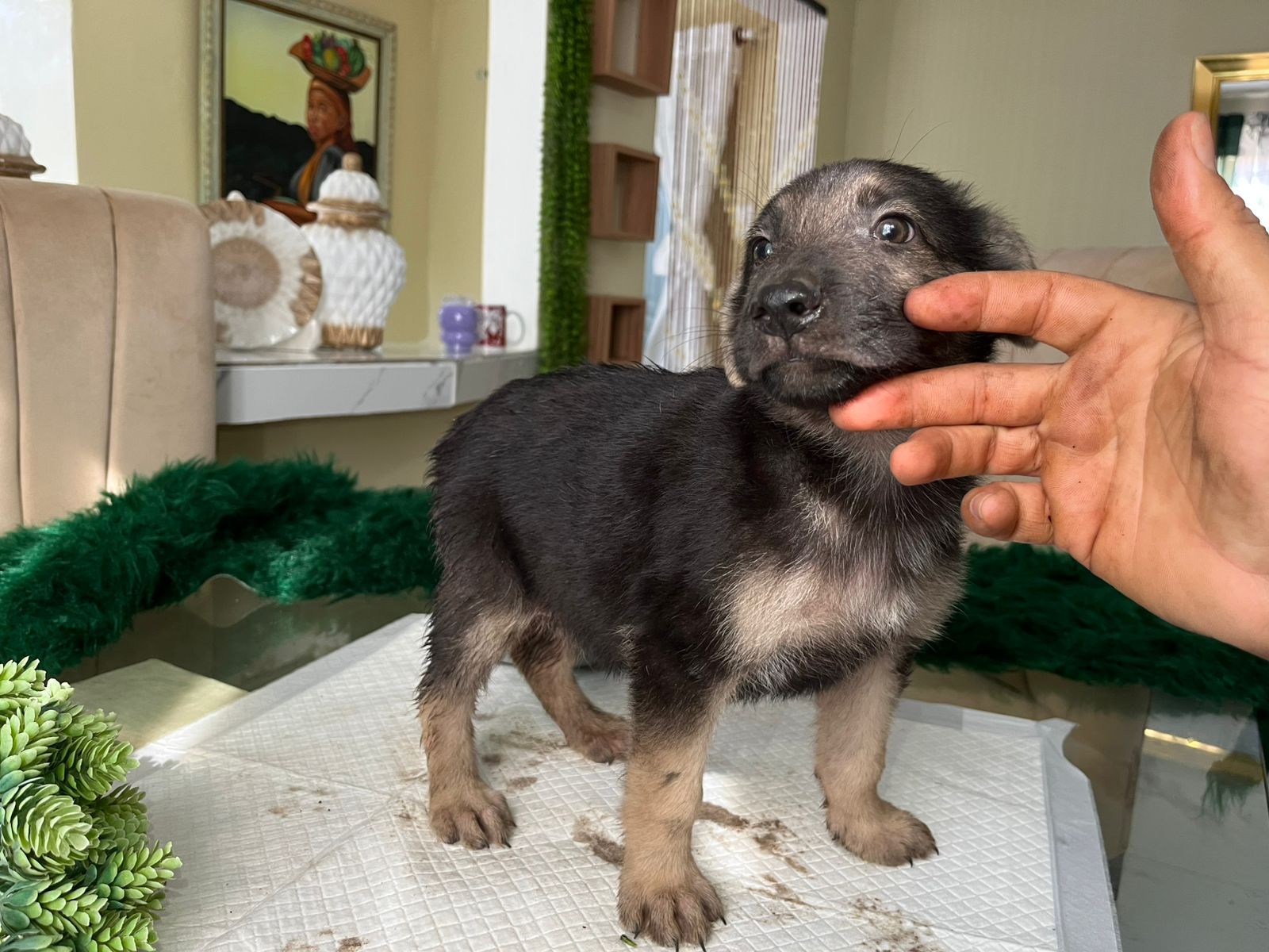 OFERTA CACHORRO PASTOR ALEMAN MACHO EN SANTO DOMINGO VACUNADO Foto 7303241-2.jpg