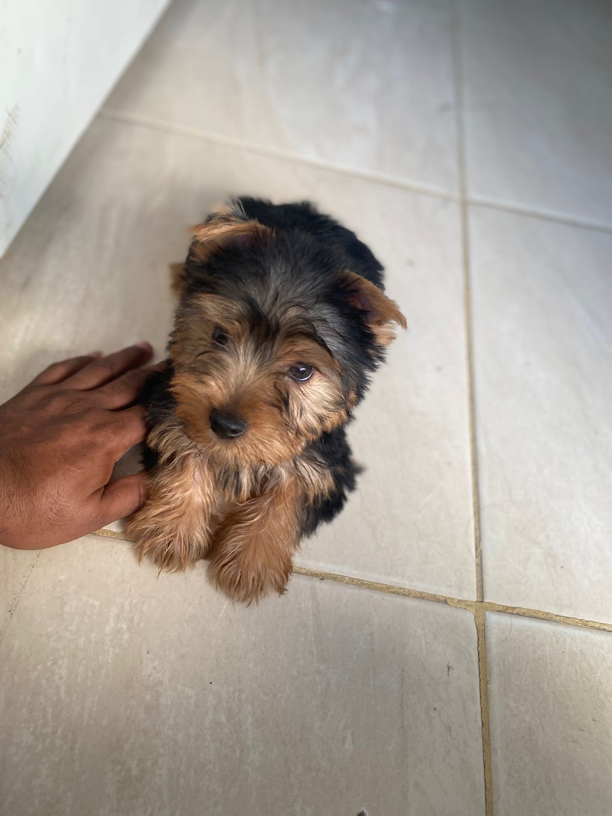 OFERTA CACHORRO YORKIE MACHO EN SANTIAGO VACUNA AL DIA Foto 7303529-1.jpg