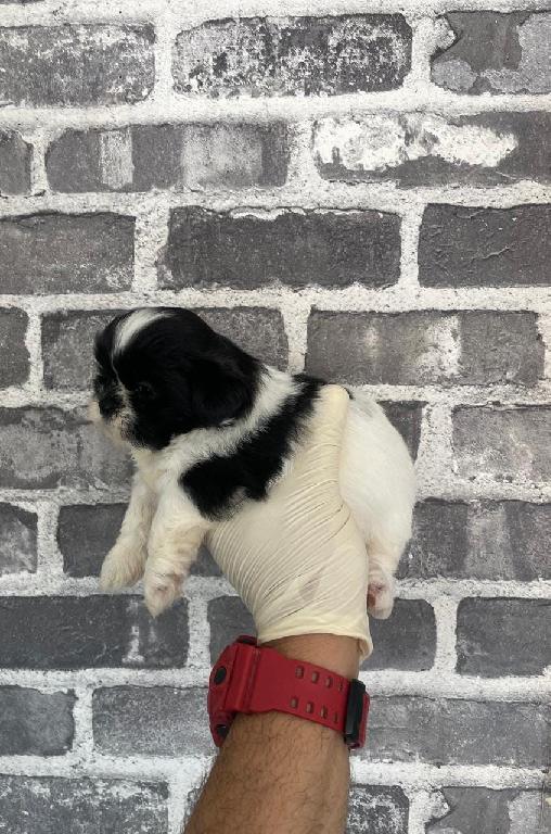 OFERTA CACHORRO SHIH TZU HEMBRA MINI EN SANTO DOMINGO Y VACUNA AL DIA  Foto 7303531-1.jpg