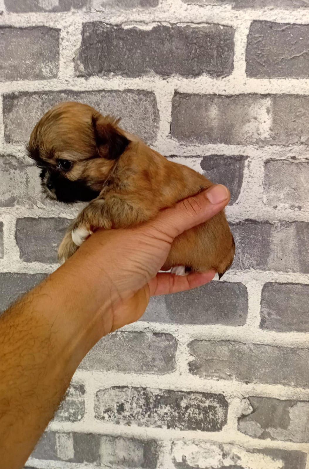 OFERTA CACHORRO SHIH TZU HEMBRA MINI EN SANTO DOMINGO Y VACUNA AL DIA  Foto 7303531-2.jpg