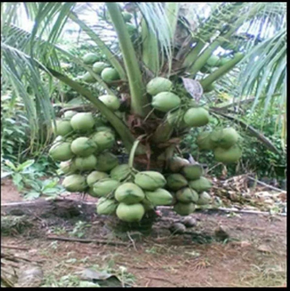 Mata de Coco Enano en Santiago Foto 7303612-1.jpg