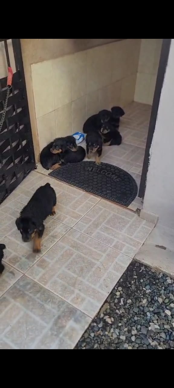 Rottweilers cachorros vacunados Descolado y con pedigree  Foto 7303675-1.jpg