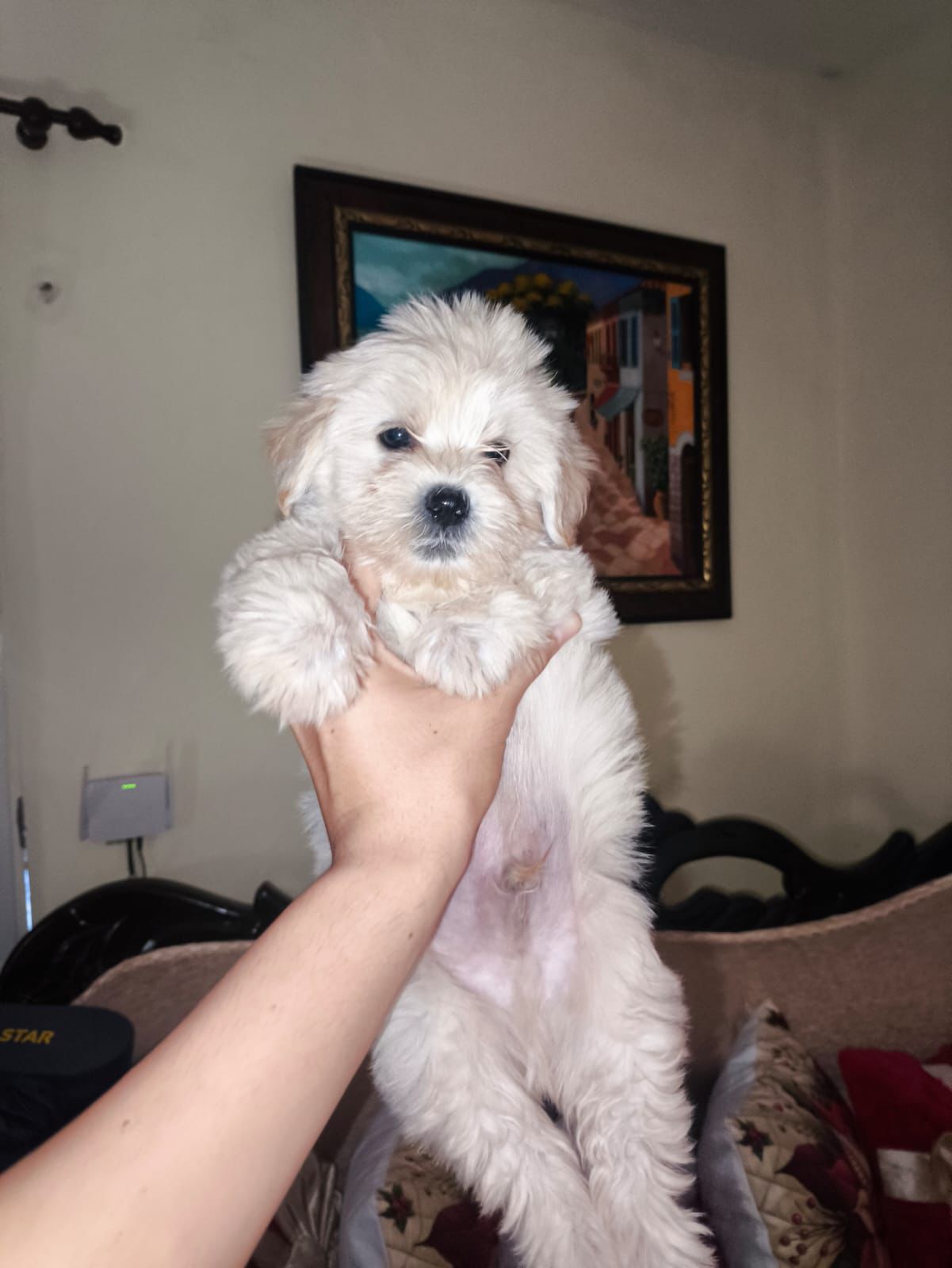 OFERTA CACHORRO MALTIPOO MACHO EN SANTO DOMINGO CON SU VACUNAS Foto 7303778-1.jpg