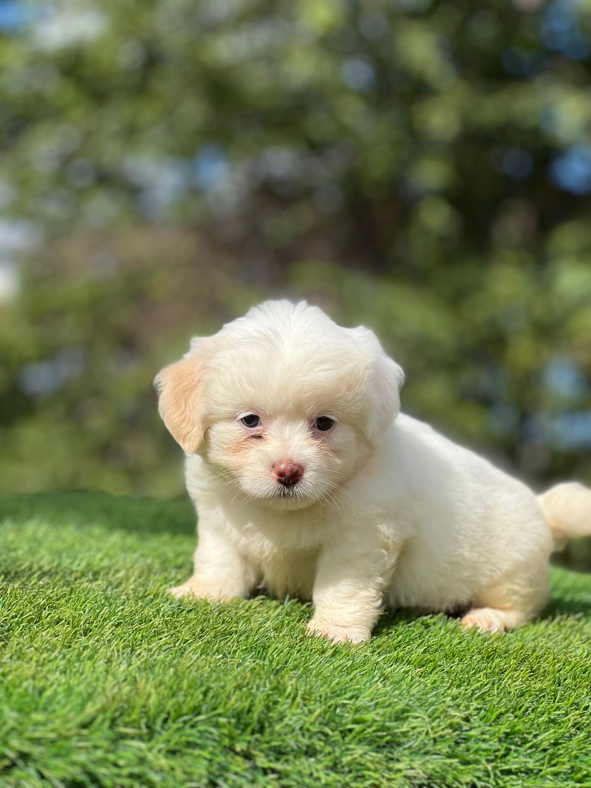 OFERTA CACHORRO MALTIPOO HEMBRA EN SANTO DOMINGO Y VACUNA AL DIA Foto 7303926-3.jpg