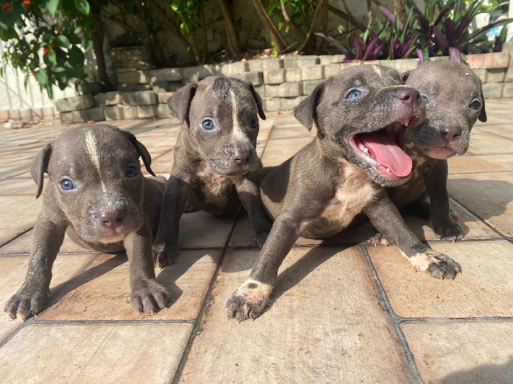 American pitbull blue Foto 7304019-1.jpg