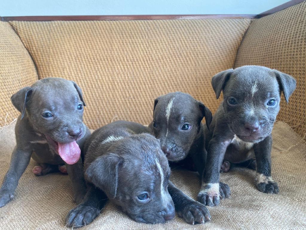American pitbull blue Foto 7304019-3.jpg