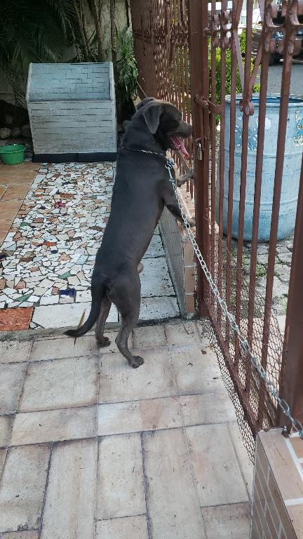 American pitbull blue Foto 7304019-4.jpg