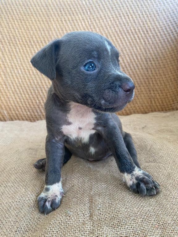 American pitbull blue Foto 7304019-5.jpg