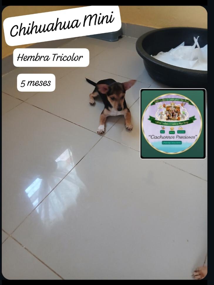 Chihuahua Mini Hembra Tricolor  Foto 7304114-1.jpg
