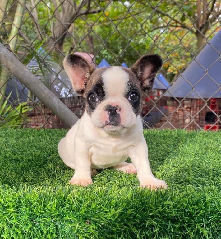 OFERTA CACHORRO BULLDOG FRANCES HEMBRA EN SANTO DOMINGO Y VACUNADO Foto 7304274-1.jpg