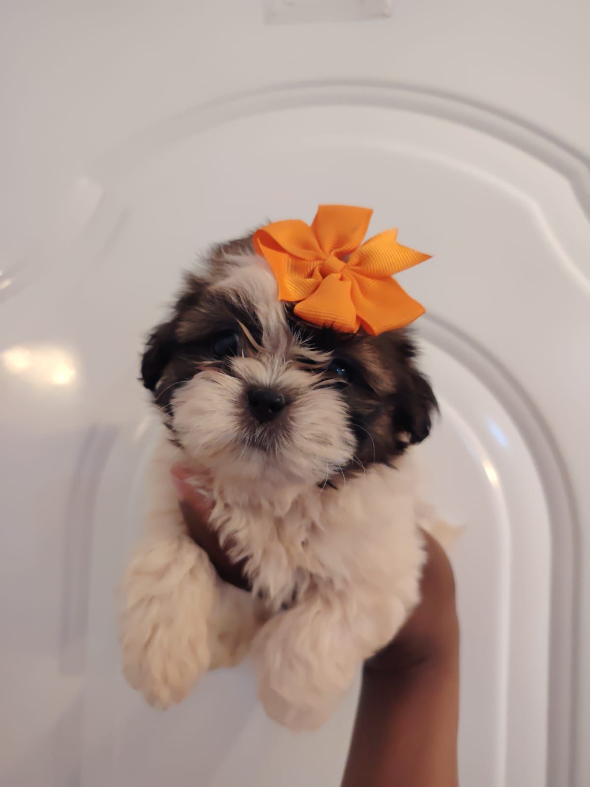 OFERTA CACHORRO SHIH TZU AMBOS SEXO EN SANTO DOMINGO Y VACUNADOS  Foto 7305098-1.jpg